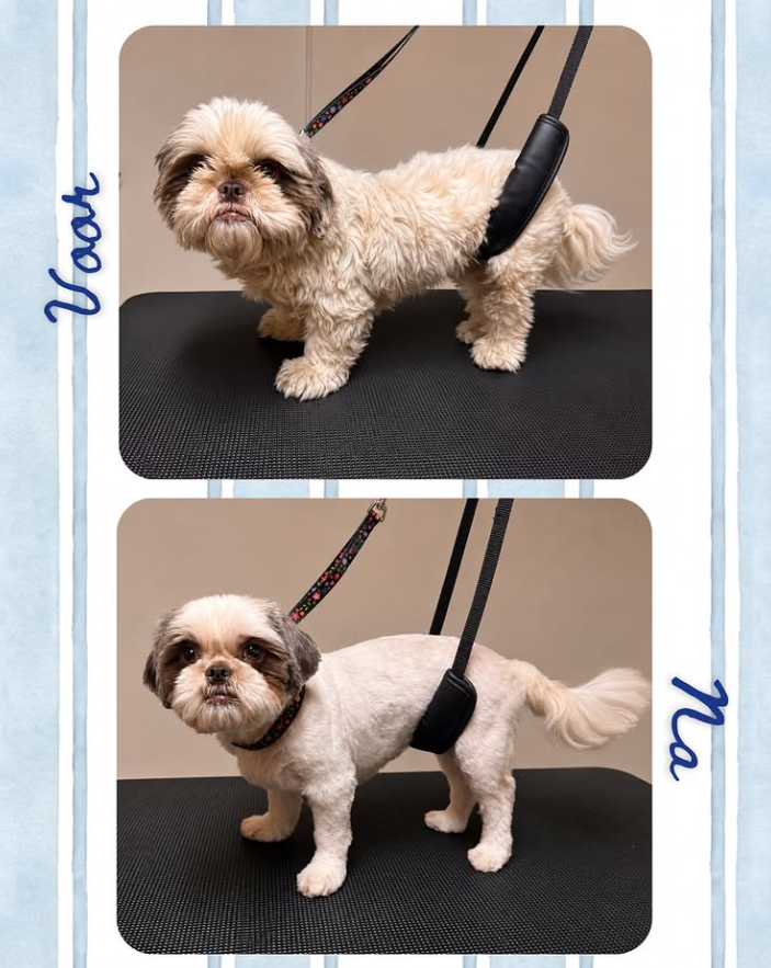 Voor en na trimbeurt Shih Tzu
