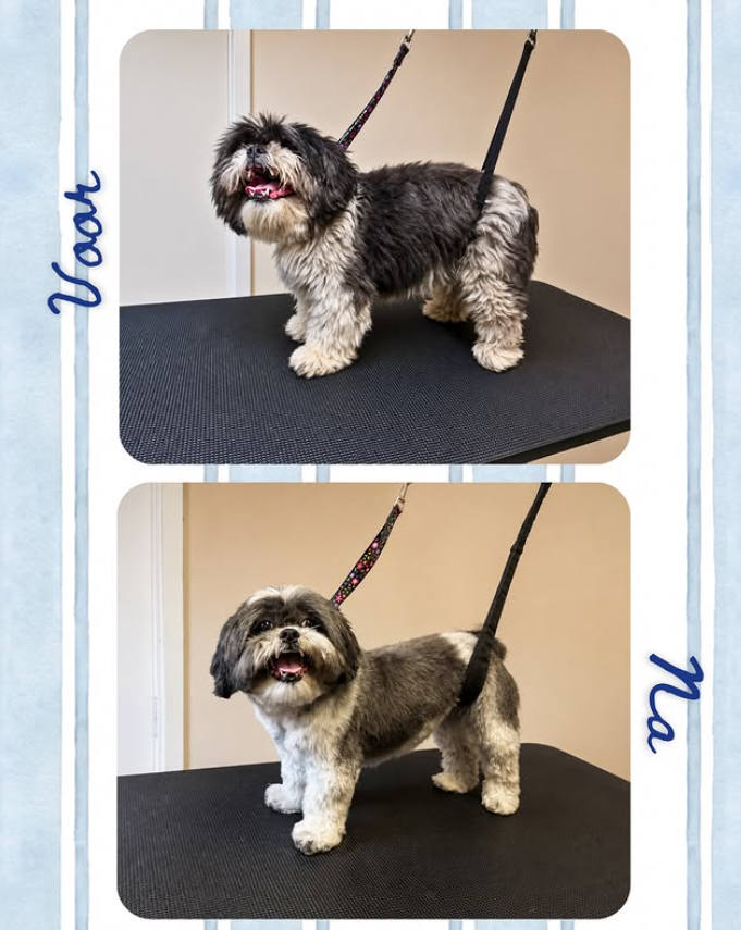 Voor en na trimbeurt hond 1