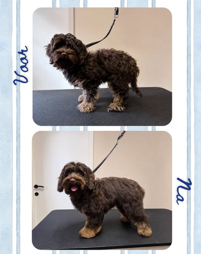 Voor en na trimbeurt hond 2