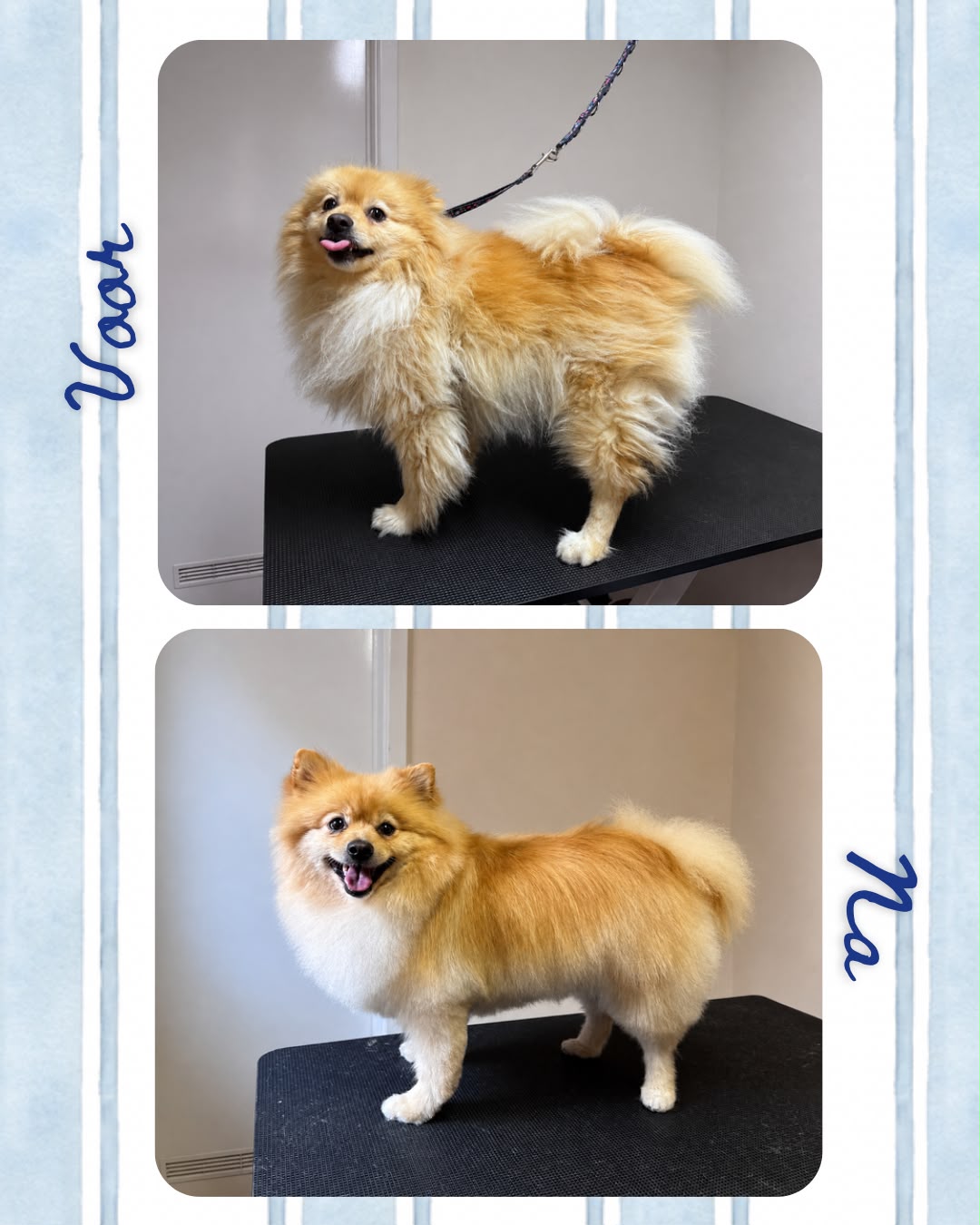 Voor en na trimbeurt hond 4