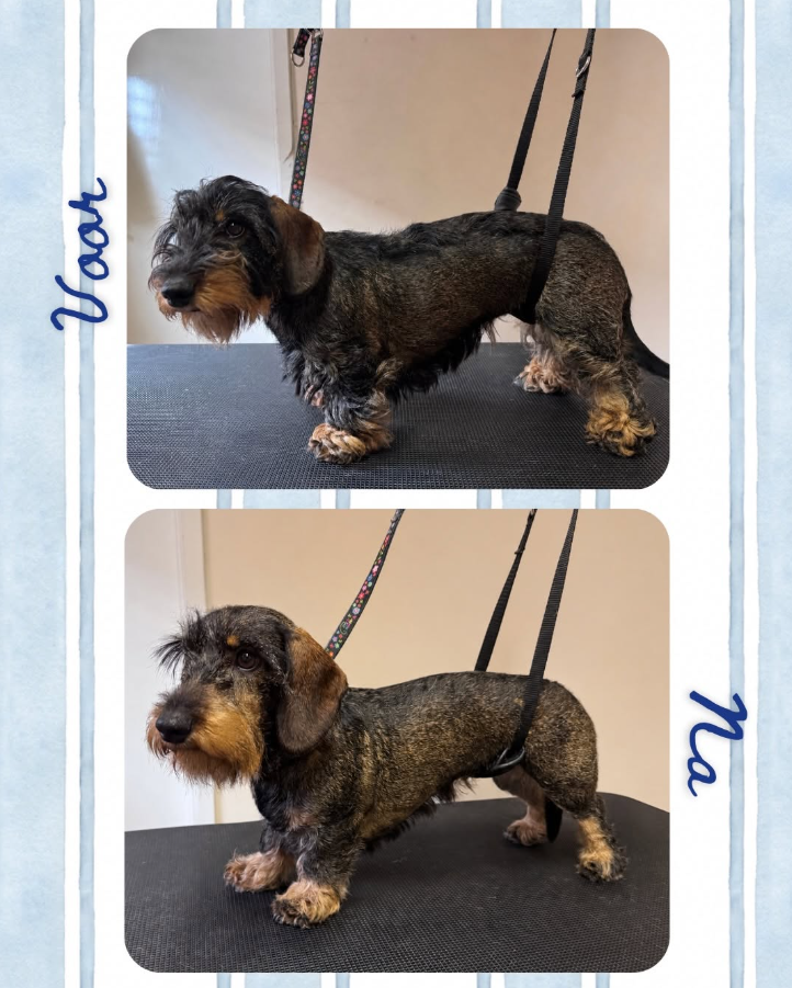 Voor en na trimbeurt hond 6
